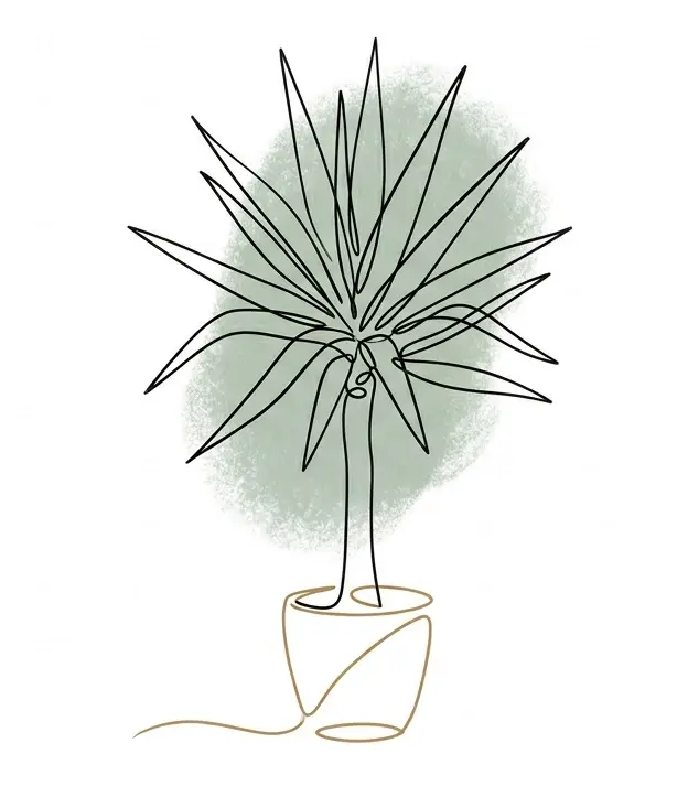 Yucca en trait Droite